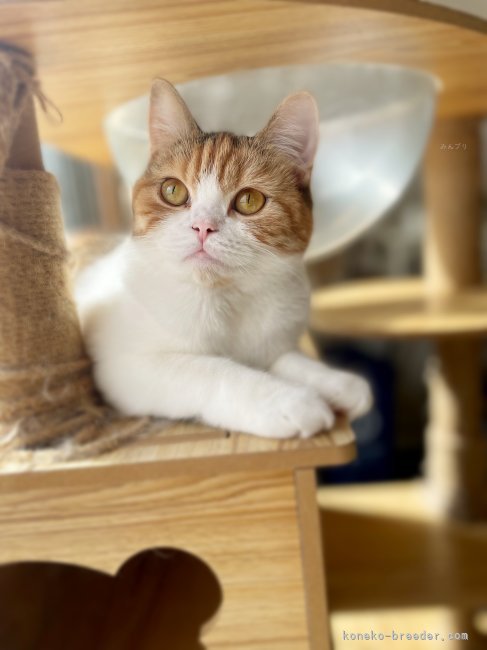 スコティッシュフォールド【・女の子・2024年9月21日・ブラウンパッチドタビー&amp;ホワイト】