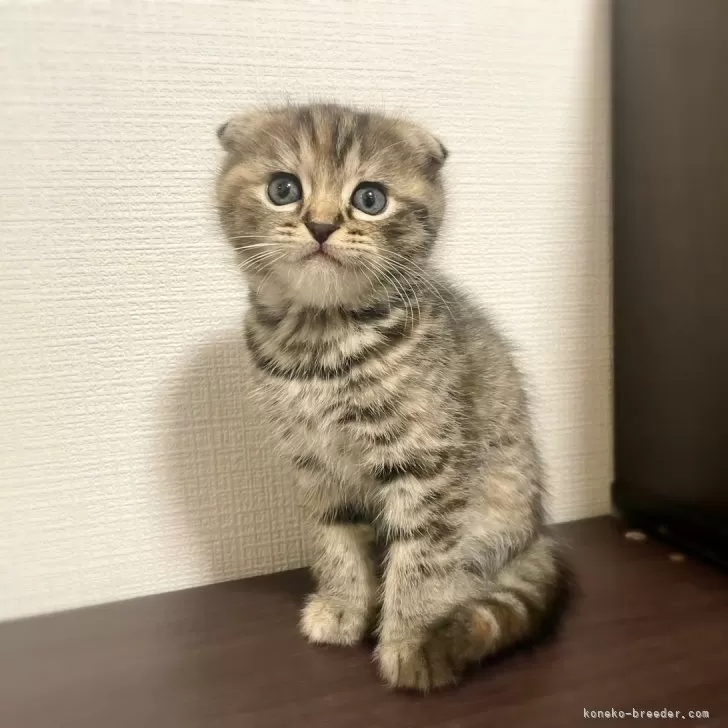 ID：2411-01235の子猫