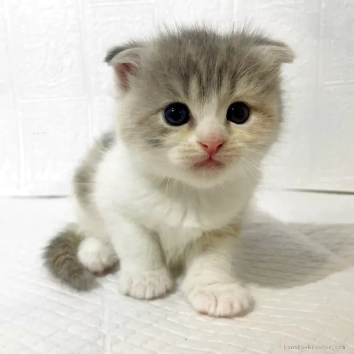 ID：2507-03303の子猫