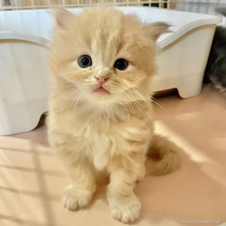 スコティッシュフォールド(立ち耳)【神奈川県・男の子・2025年9月20日・クリームタビー】の写真1