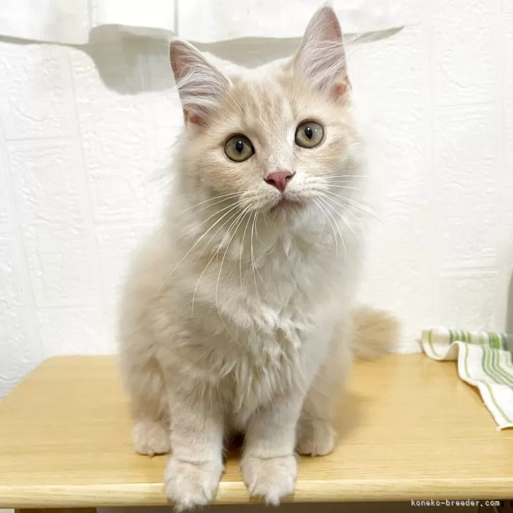 K.I 様のお迎えした子猫