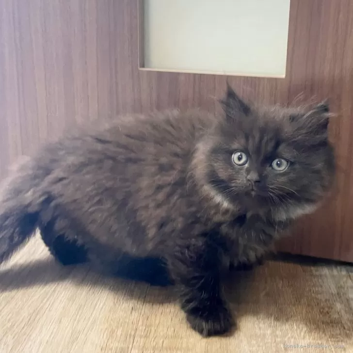 ID：2503-01230の子猫