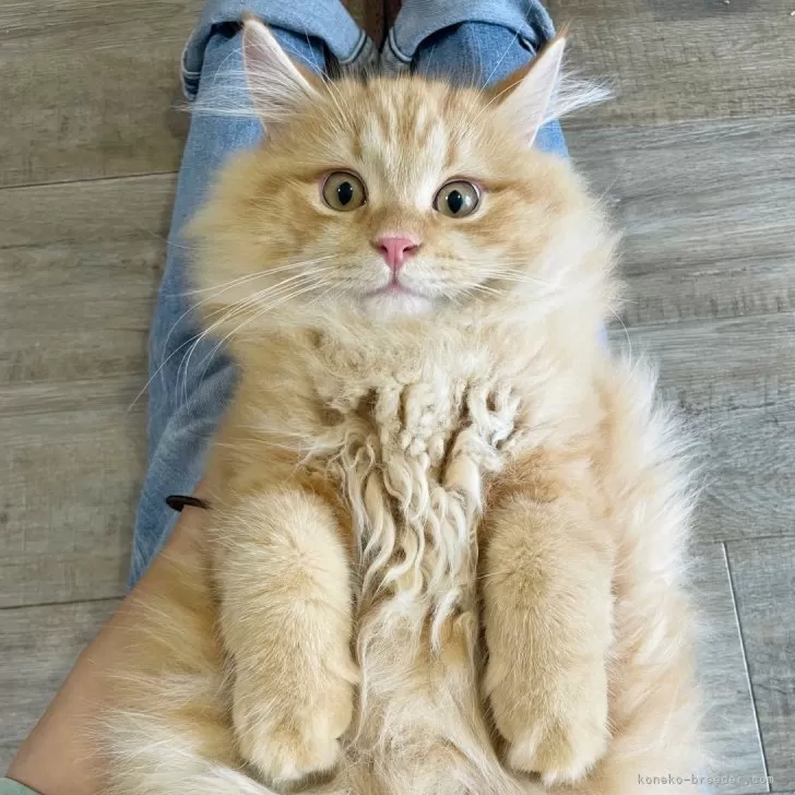 ID:2503-01229の子猫