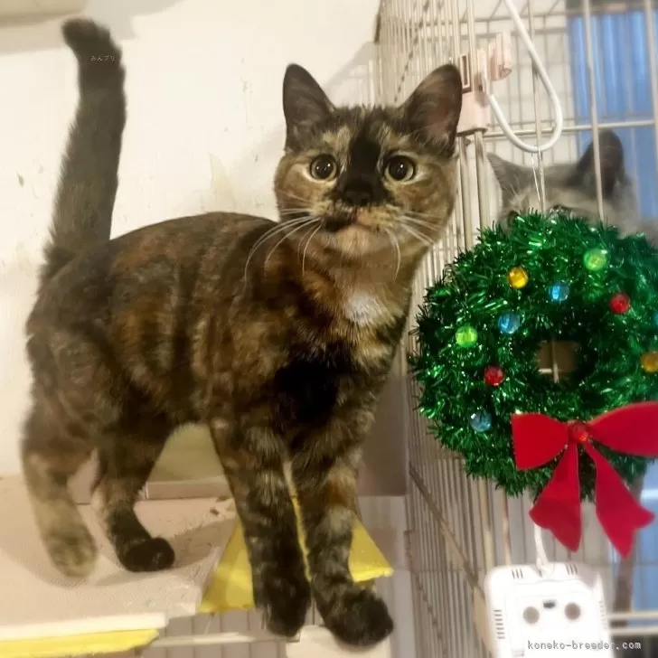 スコティッシュフォールド(立ち耳)【神奈川県・女の子・2025年6月26日・トーティシェル】の写真1