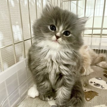 スコティッシュフォールド(立ち耳)【神奈川県・男の子・2025年9月20日・ブルータビー&ホワイト（長毛）】の写真「大きいお顔のニッコニコすこくん♪」