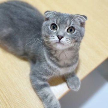 スコティッシュフォールド(折れ耳)【神奈川県・男の子・2025年6月26日・ブルータビー（短毛）】の写真「表情豊かな抱っこ大好きスコくん♪」