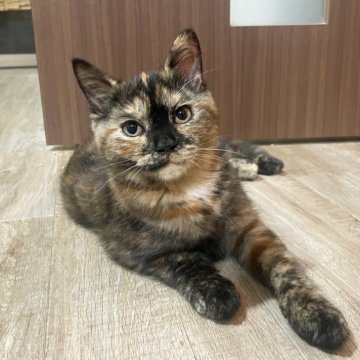 スコティッシュフォールド(立ち耳)【神奈川県・女の子・2025年6月26日・トーティシェル（短毛）】の写真「実は猛烈に甘えん坊です♪」