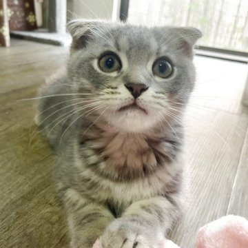 スコティッシュフォールド(折れ耳)【神奈川県・男の子・2025年6月26日・ブルータビー（短毛）】の写真「愛嬌120%おとぼけ顔ブリスコくん♪」