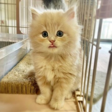 スコティッシュフォールド(立ち耳)【神奈川県・男の子・2025年9月20日・クリームタビー（長毛）】の写真「あまりにも赤ちゃん顔すぎるスコくん♪」