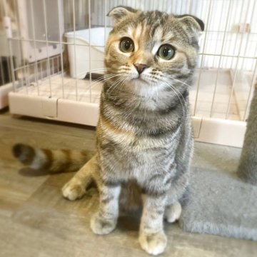 スコティッシュフォールド(折れ耳)【神奈川県・女の子・2025年6月26日・ブラウンタビー（短毛）】の写真「どこから撮っても驚異的に可愛いまん丸顔のお姫さま♪」