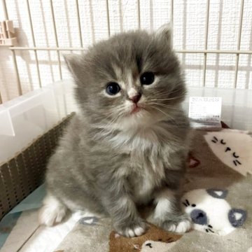 スコティッシュフォールド(立ち耳)【神奈川県・男の子・2025年9月20日・ブルータビー&ホワイト（長毛）】の写真「大きいお顔のニッコニコすこくん♪」