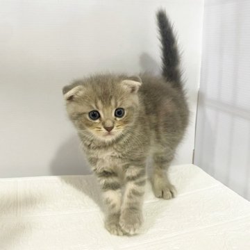 スコティッシュフォールド(折れ耳)【神奈川県・男の子・2025年6月26日・ブルータビー（短毛）】の写真「愛嬌120%おとぼけ顔ブリスコくん♪」