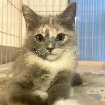 スコティッシュフォールド【神奈川県・女の子・2025年9月20日・ブルーパッチドタビー&ホワイト（中毛）】の写真「絵に描いたようなツンデレ猫ちゃん♪」