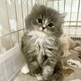 スコティッシュフォールド(立ち耳)