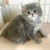 スコティッシュフォールド(立ち耳)