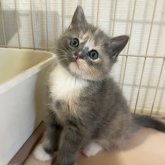 スコティッシュフォールド(立ち耳)