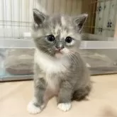 スコティッシュフォールド(立ち耳)
