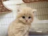 スコティッシュフォールド(立ち耳)【神奈川県・男の子・2025年9月20日・クリームタビー】の写真2