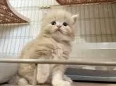 スコティッシュフォールド(立ち耳)【神奈川県・男の子・2025年9月20日・クリームタビー】の写真4