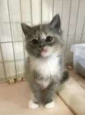 スコティッシュフォールド(立ち耳)【神奈川県・女の子・2025年9月20日・ブルーパッチドタビー&ホワイト】の写真2