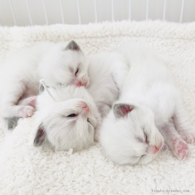 小熊加寿美ブリーダーのブログ：✨小さなプリンセス✨️まもなくデビューです 👸🏻👸🧝‍♀️𓂃◌𓈒𓐍