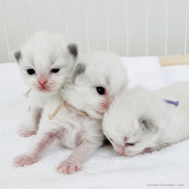 小熊加寿美ブリーダーのブログ：💭 ふわふわ 三姉妹  💭 𝐑𝐚𝐠𝐝𝐨𝐥𝐥 𓂃 𓈒𓏸 𓋜 𓂃 𓈒𓏸