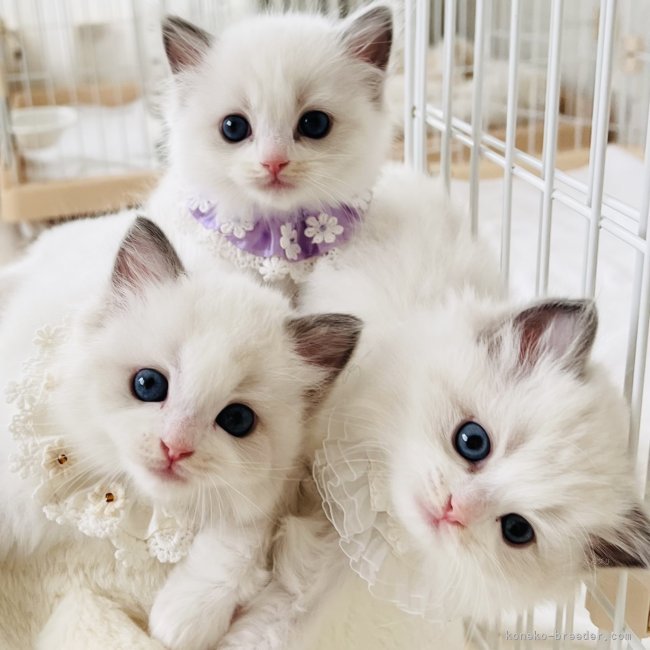 小熊加寿美ブリーダーのブログ：໒꒱· ﾟ今日も 天使度100％  ໒꒱· ﾟ𓂃 𓈒𓏸 𓋜 𓂃 𓈒𓏸 𓋜