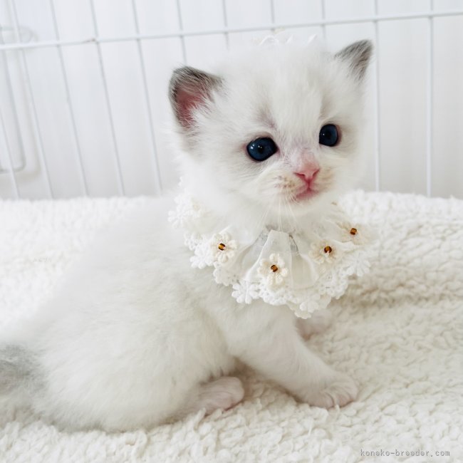 小熊加寿美ブリーダーのブログ：🕊美しく やさしいお顔 ٭𓈒𓏸 ꒰՞ ܸ. . ܸ՞꒱◌𓈒 ꒰՞ ܸ. . ܸ՞꒱ 𓂃◌