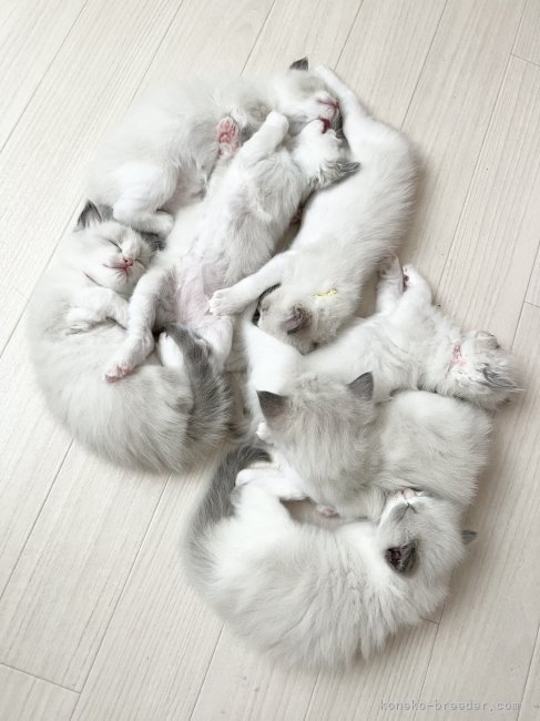小熊加寿美ブリーダーのブログ：ラグドール7頭の子猫ちゃんたち🐱