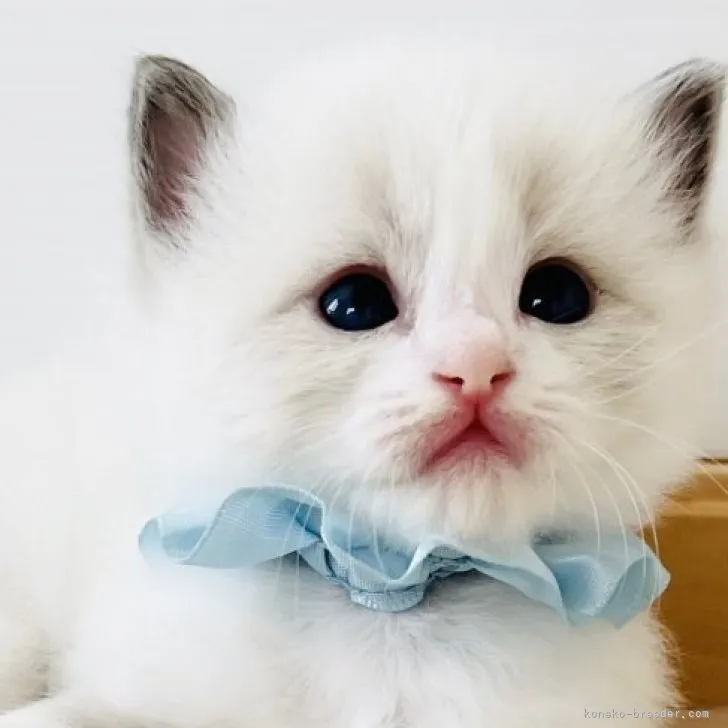 ID:2305-02183の子猫