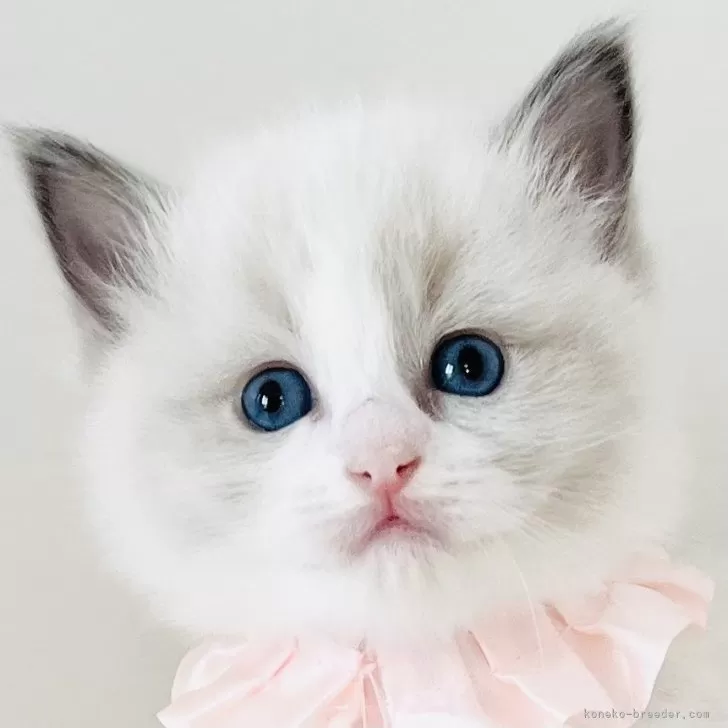 ID:2312-00934の子猫