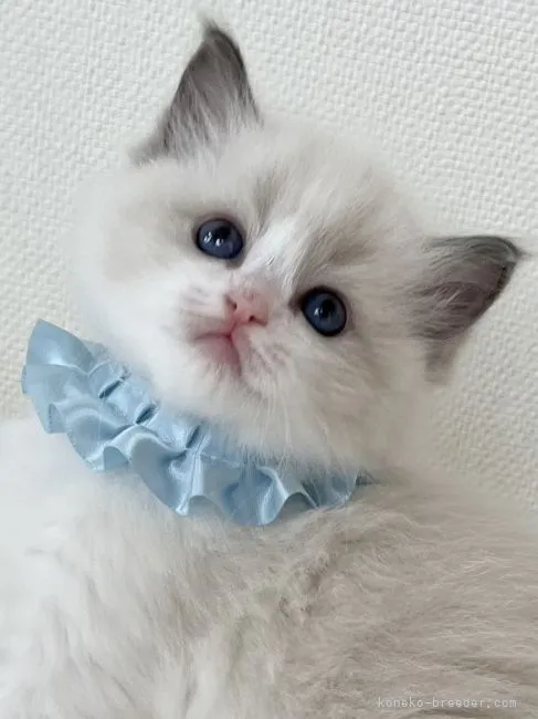 ID：2202-00895の子猫