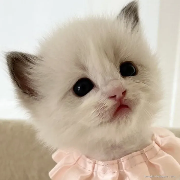 ID:2305-02199の子猫