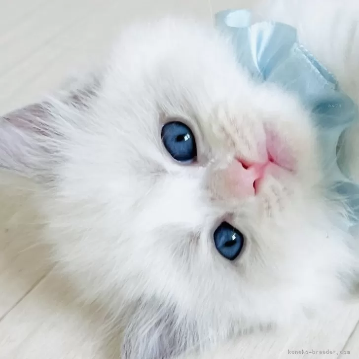ID：2407-02111の子猫