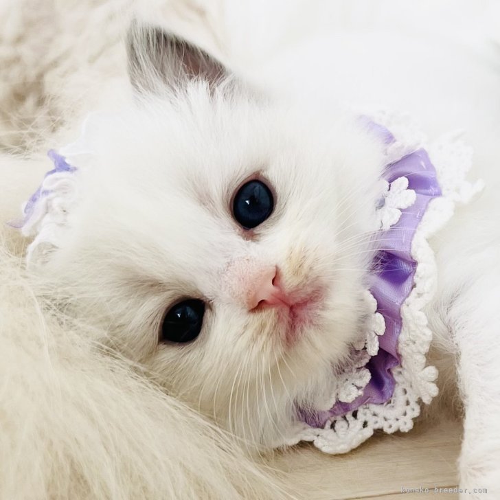 ブリーダー画像