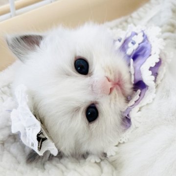 ラグドール【福島県・女の子・2025年10月17日・ブルーポイントバイカラー（長毛）】の写真「神秘的な優しい妖精さん 💜💫
◌𓈒幻想◌𓈒」