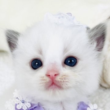 ラグドール【福島県・女の子・2025年10月17日・ブルーポイントバイカラー（長毛）】の写真「神秘的な優しい妖精さん 💜💫
◌𓈒幻想◌𓈒」