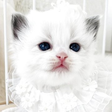 ラグドール【福島県・女の子・2025年10月17日・ブルーポイントバイカラー（長毛）】の写真「✨ ふんわり優雅なプリンセス ✨」