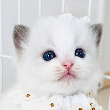 ラグドール【福島県・女の子・2025年10月17日・ブルーポイントバイカラー（長毛）】の写真「奥ゆかしい 清らかな天使 🤎⭐️
◌ 純真 ◌」
