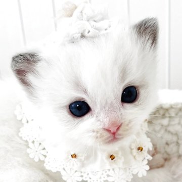 ラグドール【福島県・女の子・2025年10月17日・ブルーポイントバイカラー（長毛）】の写真「⭐️ 奥ゆかしい清らかな天使⭐️」