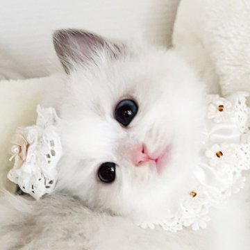 ラグドール【福島県・女の子・2025年10月17日・ブルーポイントバイカラー（長毛）】の写真「奥ゆかしい 清らかな天使 🤎⭐️
◌ 純真 ◌」