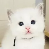 ラグドール【福島県・男の子・2026年1月24日・ブルーポイントバイカラー】の写真5