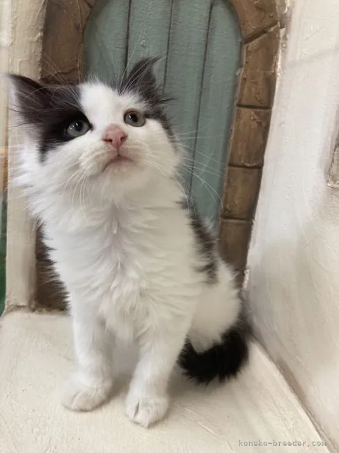 ID：2204-01624の子猫