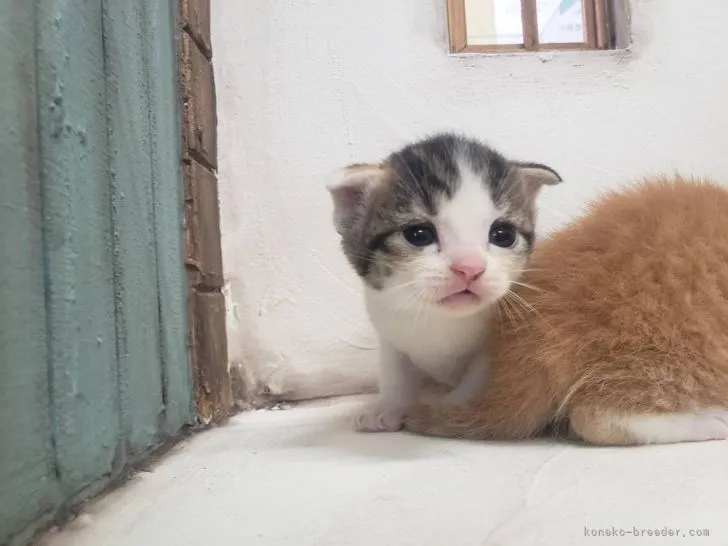 ID:2205-01559の子猫