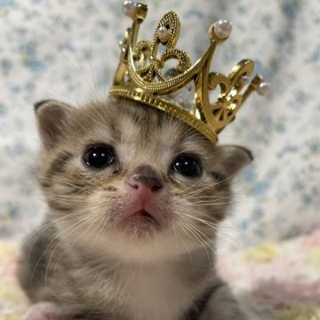 スコティッシュフォールド(折れ耳)【京都府・女の子・2024年8月22日・ブラウンタビー&ホワイト】の写真「身体は小さいですが、元気に成長中です❣」