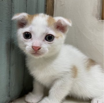 スコティッシュフォールド(折れ耳)【京都府・男の子・2024年6月11日・レッドタビー&ホワイト】の写真「すりすりと、とっても可愛い男の子です！」