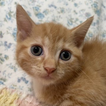 スコティッシュフォールド(立ち耳)【京都府・女の子・2024年8月22日・レッドパッチドタビー&ホワイト】の写真「人懐っこく大人しい子です❣」