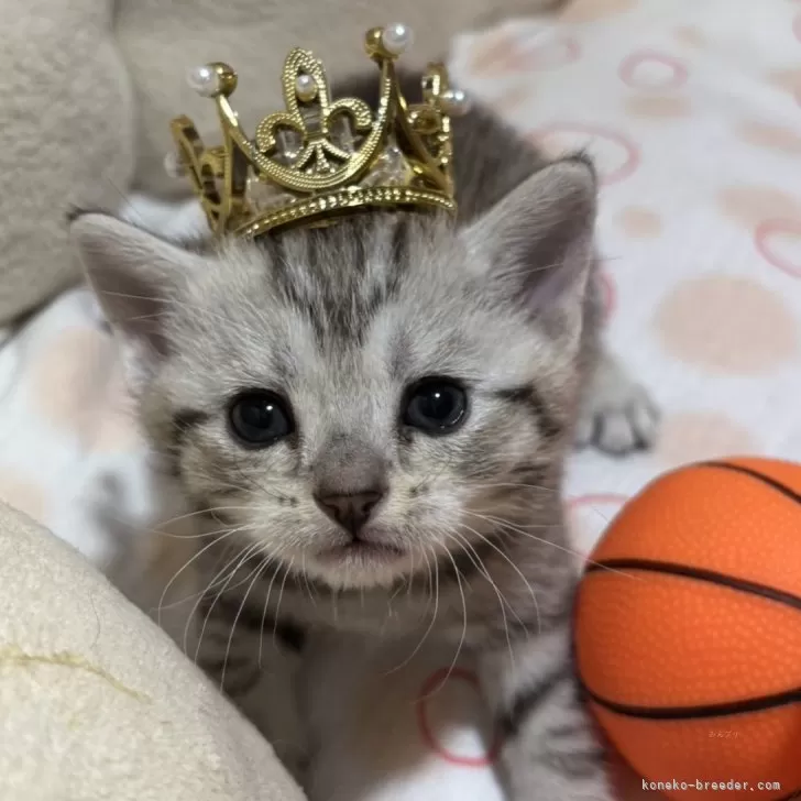 ID：2503-00775の子猫