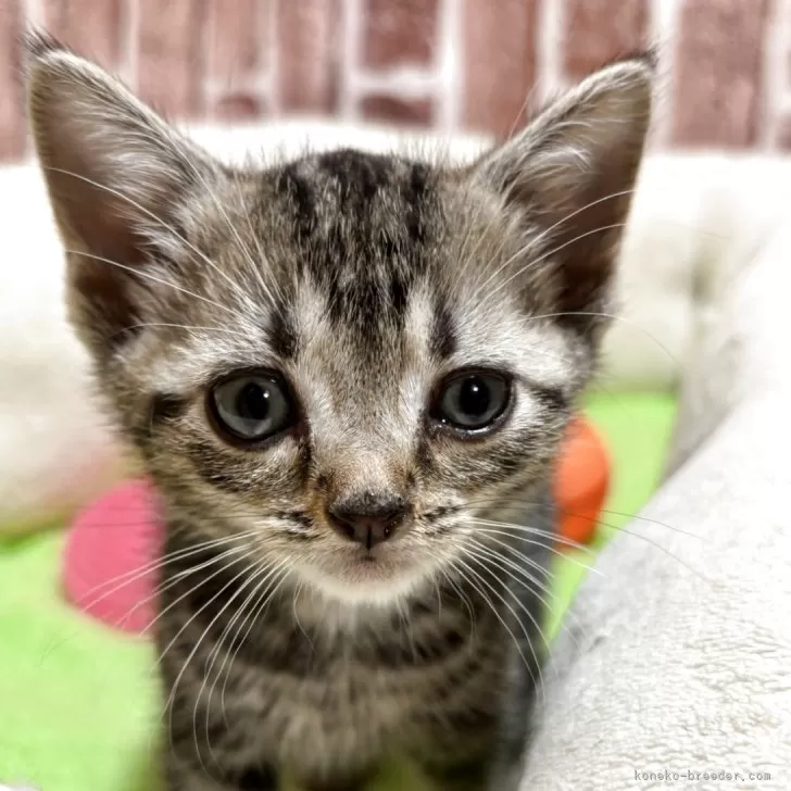 ID：2507-02946の子猫