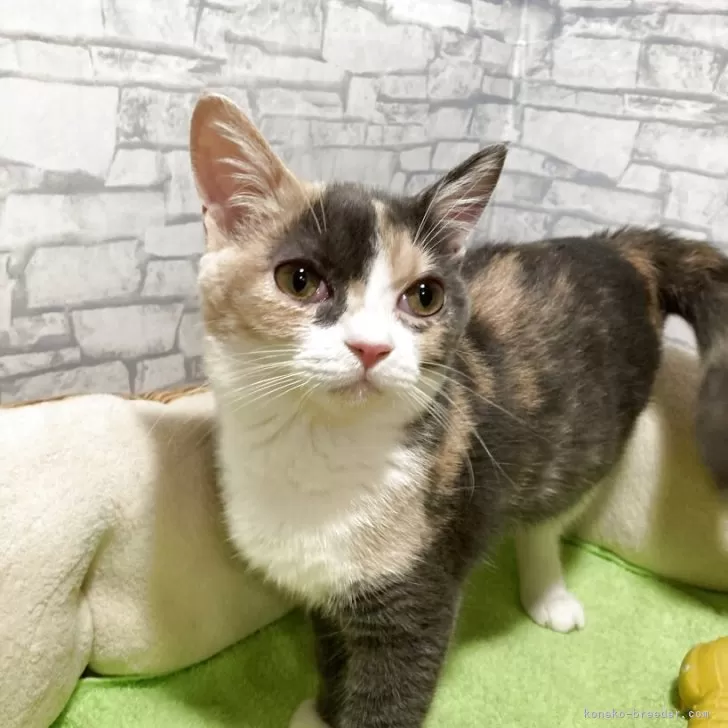 スコティッシュフォールド(立ち耳)【京都府・女の子・2025年5月6日・ダイリュートキャリコ】の写真1